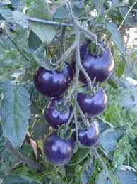 Tomato Seeds for Planting, Navy Blue, 100 Pcs pcs