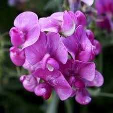 Violet Lathyrus Odoratus Flower Seeds for Planting, 100 pcs
