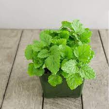 Green Lemon Mint Plant Seeds for Refreshing Herb Gardens and Tea – Fresh Herb for Your Garden