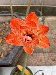 Orange Amaryllis Flower Seeds for Planting - NON GMO Seeds