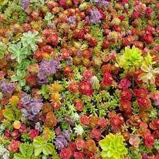 Heirloom Non-GMO Mixed Sedum Flower Seeds for Planting ƒ?? Colorful Ground Cover Blooming Seeds