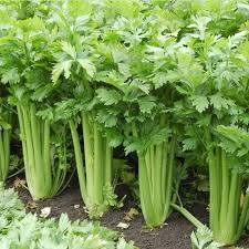 Utah Celery Seeds for Planting - 100 Pcs pcs
