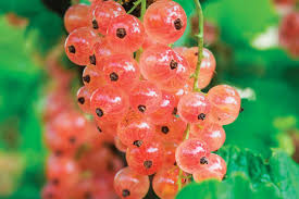 Pink currant hybrid fruit seeds