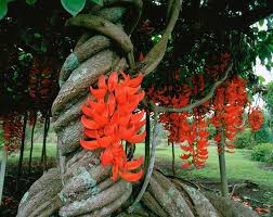 Red Jade Vine (Mucuna Bennettii) Flower Seeds for Planting- 100 pcs