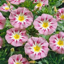 Pink Yellow Leucanthemum Seeds for Planting - NON GMO Seeds