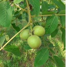 Green Walnut Plant Seeds - Grow Your Own Nut Trees with High-Quality Seeds 100 Pcs pcs