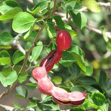 Red guamuchil fruit seeds