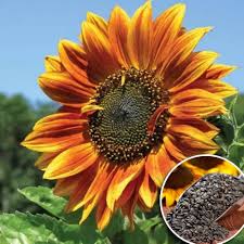 Giant Sunflower Seeds for Planting – Bright Blooms for Home & Garden,GMO Free Seeds seeds for planting in home garden