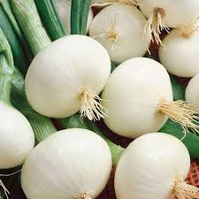 White Onion Allium cepa seeds for planting in cool weather garden