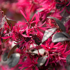Red Loropetalum Flower Seeds for Planting - NON GMO Seeds