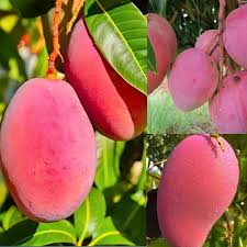 Pink mango Mangifera indica seeds for tropical orchard