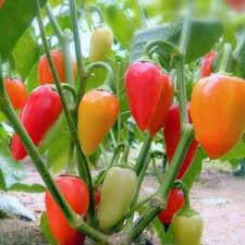 Santa Fe Grande Pepper Seeds for Planting - 100 Pcs pcs