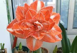 Orange Amaryllis Flower Seeds for Planting - NON GMO Seeds