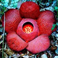 Red Conophytum Plant Seeds for Planting - NON GMO Seeds
