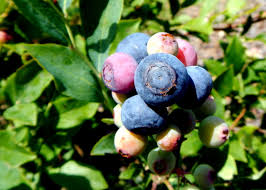 Rabbiteye Blueberries Fruit Seeds for Planting and Growing Delicious Berries at your Home Garden