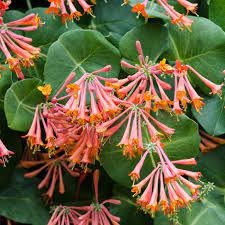 Lonicera Sempervirens Plant Seeds for Planting - NON GMO Seeds