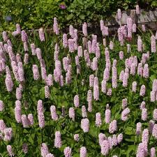 Pink Polygonum Bistorta Plant Seeds for Planting - NON GMO Seeds