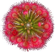 Red Drosera Flower Seeds for Garden - NON GMO Seeds