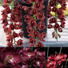 Dark Red Orchid Flower Seeds for Garden - NON GMO Seeds