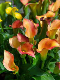 Orange Calla Flower Planting Seeds for Garden NON GMO Seeds