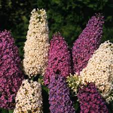 Mix Buddleia Butterfly Bush Flower Seeds for Planting - NON GMO Seeds