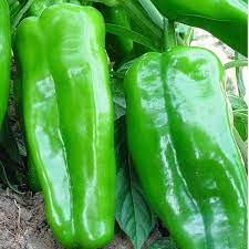 Big Jim Chilli Vegetable Seeds for Planting - 100 Pcs pcs