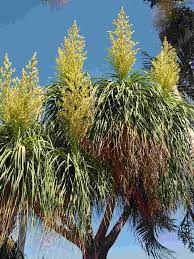 Yellow Beaucarnea Recurvata Plant Seeds for Planting - NON GMO Seeds