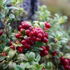 Bonsai Vaccinium Macrocarpon Seeds or Cranberry Seeds for Planting - A Compact Berry Plant for Indoor Spaces 100 Pcs pcs