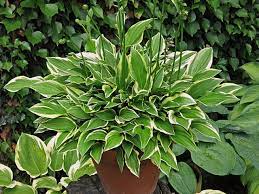 Heirloom Non-GMO Green Hosta Plant Seeds for Planting