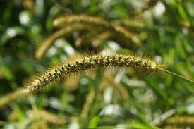 Exotic Yellow Foxtail Grass Seeds-Wild Millet 100 Pcs pcs