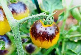 Black Yellow Tomato Solanum lycopersicum seeds for planting in garden