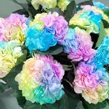 Pastel Rainbow Hydrangea Flower Seeds - 100 pcs for planting in your garden.