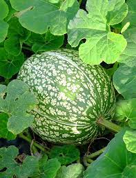 Green Malabar Gourd Seeds for Planting - heirloom & Non GMO Seeds