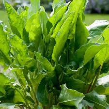 French Sorrel Herb Seeds for Fresh Culinary Gardens and Microgreens Scientific Name Placeholder for planting in home garden