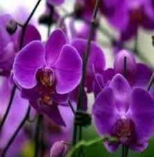 Butterfly Orchid Flower Seeds Violet for Planting - NON GMO Seeds