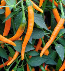 Cayenne Pepper Capsicum annuum seeds for patio garden planting