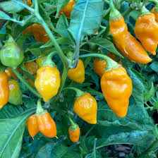 Datil Pepper Vegetable Seeds for Planting - 100 Pcs pcs