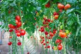 Giant Red Tomato Vegetable Seeds for Planting heirloom & Non-GMO Seeds