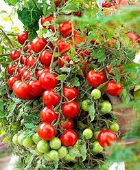 Early Tomato Fruit Seeds - Enjoy Fresh, Juicy Tomatoes Right from Your Garden - heirloom & Non GMO Seeds
