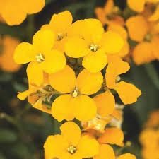 Yellow Wallflower Flower Seeds for Planting - 100 pcs