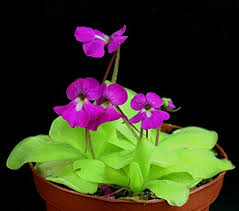Mexican Butterwort Planting Seeds - Non-GMO, Heirloom Carnivorous
