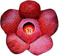 Red Conophytum Plant Seeds for Planting - NON GMO Seeds