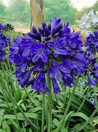Blue Nile Agapanthus Flower Seeds for Planting - NON GMO Seeds