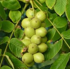 Green Walnut Plant Seeds - Grow Your Own Nut Trees with High-Quality Seeds 100 Pcs pcs