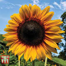 Giant Sunflower Seeds for Planting – Bright Blooms for Home & Garden,GMO Free Seeds