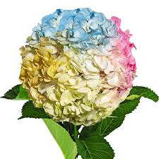 Pastel Rainbow Hydrangea Flower Seeds - 100 pcs