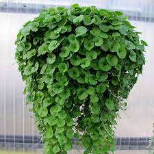 Emerald Falls Dichondra House Plant Seeds for Garden - NON GMO Seeds