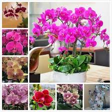 Phalaenopsis Orchid Flower Seeds Multi-Colored for Planting - NON GMO Seeds