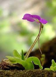Mexican Butterwort Planting Seeds - Non-GMO, Heirloom Carnivorous