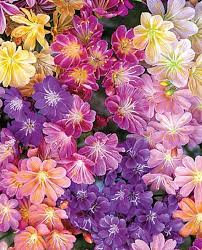 Mixed Lewisia Flower Seeds for Garden - NON GMO Seeds